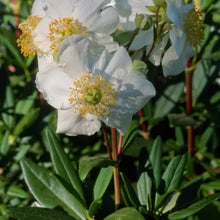 Load image into Gallery viewer, Carpenteria californica - Bush Anemone
