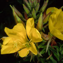 Load image into Gallery viewer, Oenothera elata - Tall Evening Primrose
