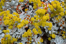 Load image into Gallery viewer, Eriogonum crocatum - Conejo Buckwheat
