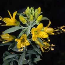 Load image into Gallery viewer, Cleomella arborea - Bladderpod
