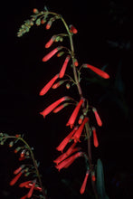 Load image into Gallery viewer, Penstemon centranthifolius - Scarlet Bugler
