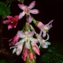 Load image into Gallery viewer, Ribes sanguineum var. glutinosum - Pink Flowering Currant
