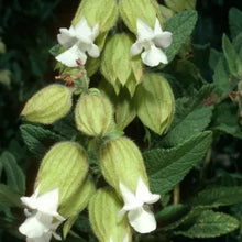 Load image into Gallery viewer, Lepechinia calycina - White Pitcher Sage
