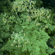 Load image into Gallery viewer, Thalictrum fendleri var. polycarpum - Torrey's Meadow Rue
