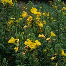 Load image into Gallery viewer, Oenothera elata - Tall Evening Primrose
