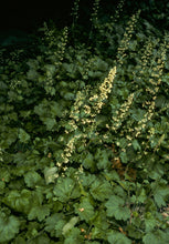 Load image into Gallery viewer, Heuchera maxima - Island Alumroot
