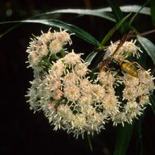 Load image into Gallery viewer, Baccharis salicifolia - Mule Fat
