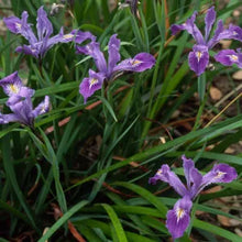 Load image into Gallery viewer, Iris douglasiana - Douglas Iris
