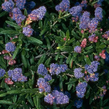 Load image into Gallery viewer, Ceanothus 'Wheeler Canyon' - Wheeler Canyon Ceanothus
