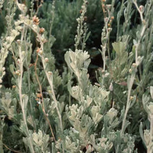 Load image into Gallery viewer, Artemisia tridentata - Big Sagebrush
