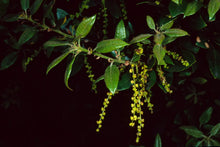 Load image into Gallery viewer, Quercus chrysolepis - Canyon Live Oak
