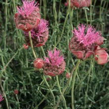 Load image into Gallery viewer, Monardella odoratissima - Mountain Coyote Mint
