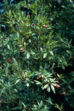 Load image into Gallery viewer, Umbellularia californica - California Bay Laurel
