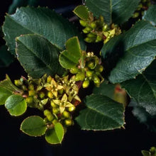 Load image into Gallery viewer, Rhamnus ilicifolia - Hollyleaf Redberry
