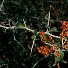Load image into Gallery viewer, Ceanothus cordulatus - Mountain whitethorn

