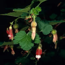 Load image into Gallery viewer, Ribes amarum  - Bitter Gooseberry
