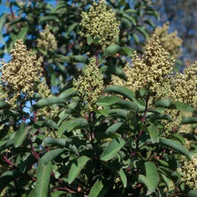 Load image into Gallery viewer, Malosma laurina - Laurel Sumac
