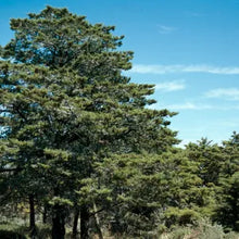 Load image into Gallery viewer, Hesperocyparis sargentii - Sargent's Cypress
