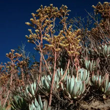 Load image into Gallery viewer, Dudleya virens - Bright Green Dudleya
