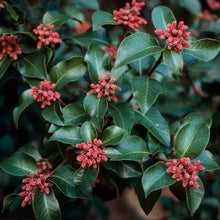 Load image into Gallery viewer, Rhus ovata - Sugar Bush
