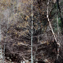 Load image into Gallery viewer, Alnus rhombifolia - White Alder
