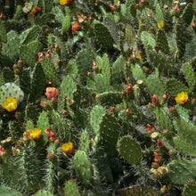 Load image into Gallery viewer, Opuntia littoralis - Coast Prickly Pear
