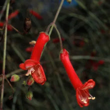 Load image into Gallery viewer, Gambelia juncea - Baja Bush Snapdragon
