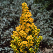 Load image into Gallery viewer, Solidago velutina ssp. californica - California Goldenrod
