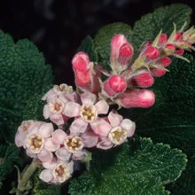 Load image into Gallery viewer, Ribes malvaceum - Chaparral Currant
