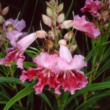 Load image into Gallery viewer, Chilopsis linearis - Desert Willow

