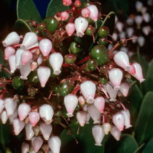 Load image into Gallery viewer, Arctostaphylos insularis 'Canyon Sparkles' - Canyon Sparkles Manzanita

