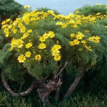 Load image into Gallery viewer, Leptosyne gigantea - Giant Coreopsis
