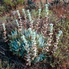 Load image into Gallery viewer, Dudleya traskiae - Santa Barbara Island Liveforever
