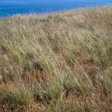 Load image into Gallery viewer, Stipa pulchra - Purple Needlegrass
