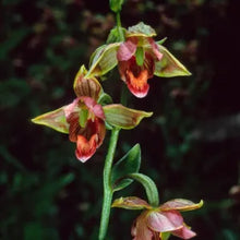Load image into Gallery viewer, Epipactis gigantea - Stream Orchid
