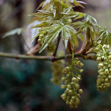 Load image into Gallery viewer, Acer macrophyllum - Big Leaf Maple
