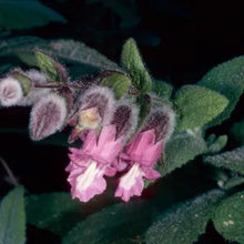 Load image into Gallery viewer, Lepechinia fragrans - Fragrant Pitcher Sage
