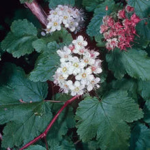 Load image into Gallery viewer, Physocarpus capitatus - Pacific Ninebark

