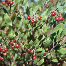 Load image into Gallery viewer, Arctostaphylos rudis - Sand Mesa Manzanita
