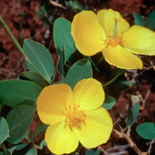 Load image into Gallery viewer, Dendromecon harfordii - Channel Islands Bush Poppy
