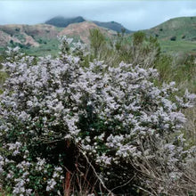 Load image into Gallery viewer, Ceanothus arboreus - Island Ceanothus
