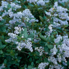Load image into Gallery viewer, Ceanothus arboreus - Island Ceanothus
