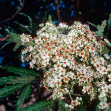 Load image into Gallery viewer, Lyonothamnus floribundus ssp. aspleniifolius - Santa Cruz Island Ironwood
