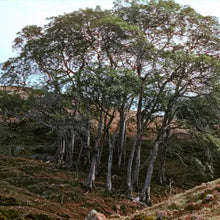 Load image into Gallery viewer, Lyonothamnus floribundus ssp. aspleniifolius - Santa Cruz Island Ironwood
