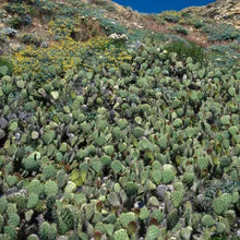 Load image into Gallery viewer, Opuntia oricola - Chaparral Prickly Pear
