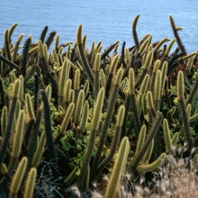 Load image into Gallery viewer, Bergerocactus emoryi - Golden Spined Cereus
