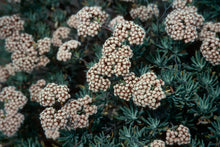 Load image into Gallery viewer, Eriogonum arborescens - Santa Cruz Island Buckwheat
