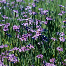 Load image into Gallery viewer, Sisyrinchium bellum - Blue Eyed Grass
