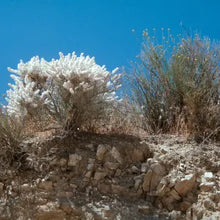 Load image into Gallery viewer, Baccharis salicifolia - Mule Fat

