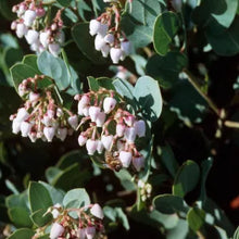 Load image into Gallery viewer, Arctostaphylos glauca - Bigberry Manzanita
